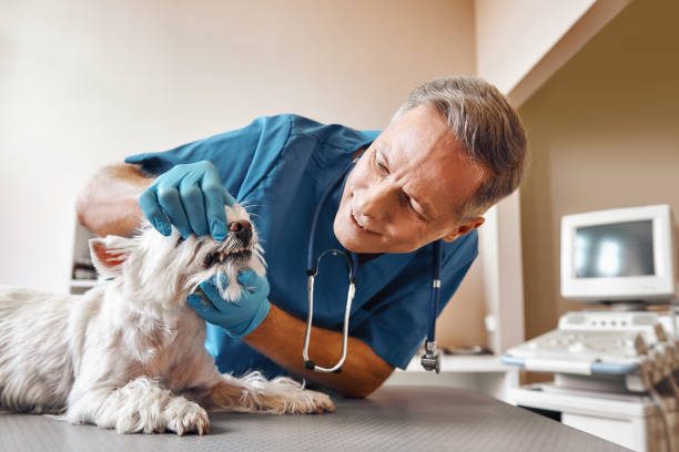 Best Emergency Dentist Near Me  in Manorhaven, NY